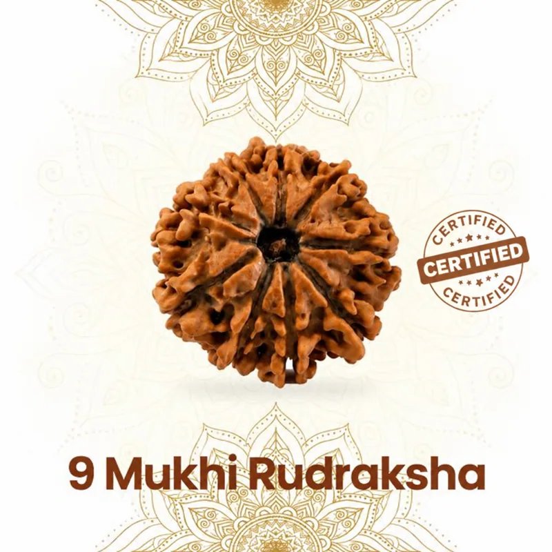 Natural Certified 9 Mukhi Rudraksha - Origin: Nepal (Size: 21-24 MM) (collector)