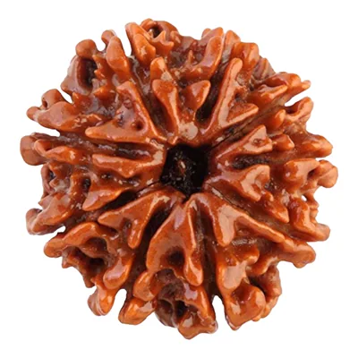 Natural Certified 9 Mukhi Rudraksha - Origin: Nepal (Size:16-19 MM)