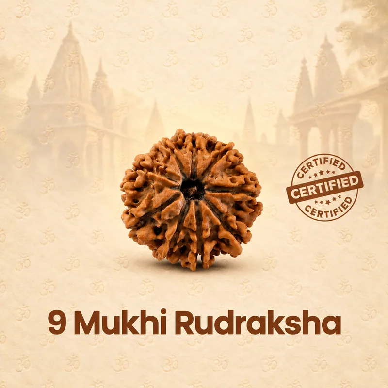 Natural Certified 9 Mukhi Rudraksha - Origin: Nepal (Size:19-21 MM) (big)