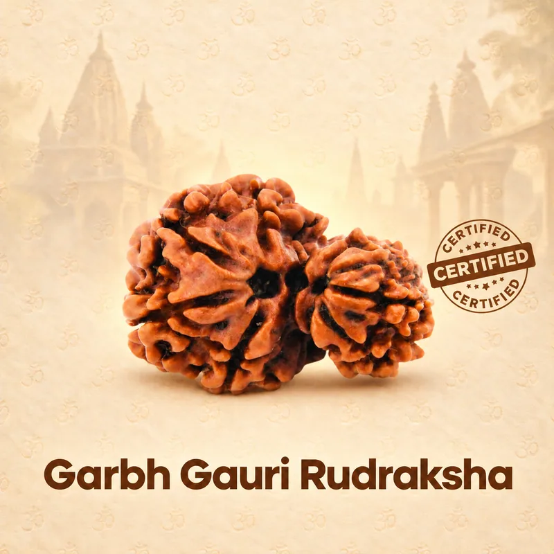 Natural Garbh Gauri Rudraksha - Nepal Origin  (Collector Bead Size : 21-24 MM)