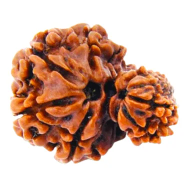 Natural Certified Garbh Gauri Rudraksha-Big Size-Origin: Nepal (Size:21-24 MM)