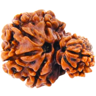 Natural Certified Garbh Gauri Rudraksha-Big Size-Origin: Nepal (Size:21-24 MM)