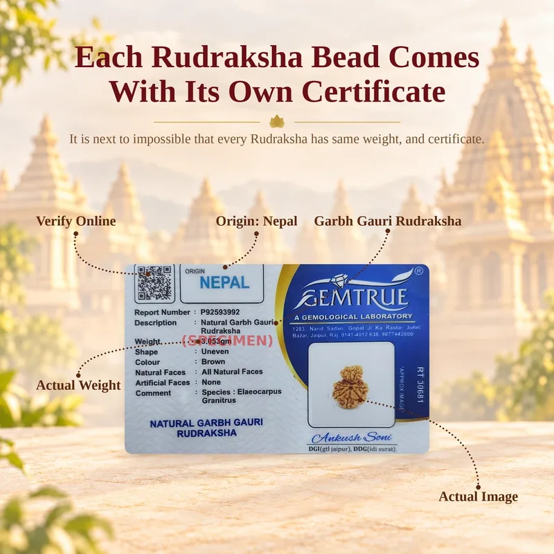 Natural Garbh Gauri Rudraksha - Nepal Origin  (Big Bead Size : 19-21 MM)