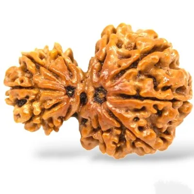 Natural Certified Garbh Gauri Rudraksha - Origin: Nepal (Size:19-21 MM)