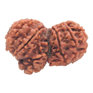 Natural Certified Gouri Shanker Ganesh Rudraksha-Big Size-Rare Pcs.-Origin: Nepal (Bead Size: 30 MM approx)