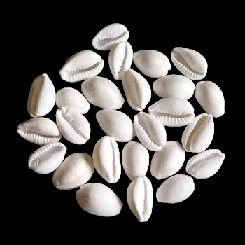 White Kaudi (Safed Kaudi)-(Pack of 11)