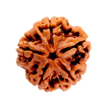 5 Mukhi Rudraksha with Red Thread FREE